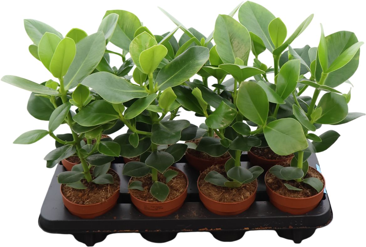 Clusia Rosea Princess