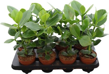 Clusia Rosea Princess