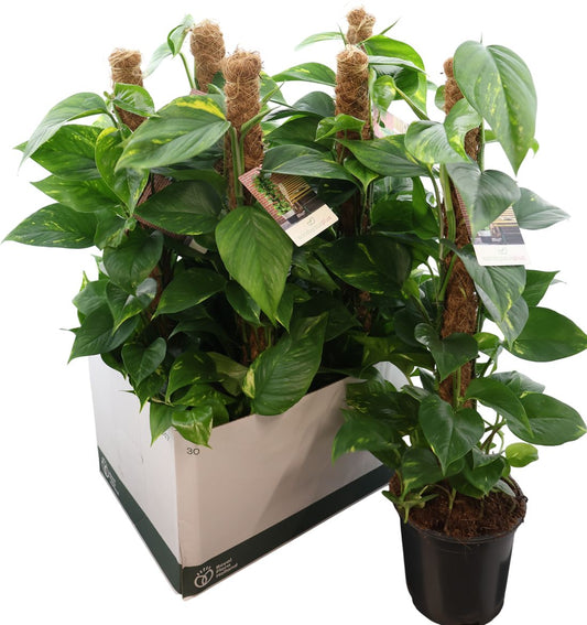 Epipr Aureum Mosstok