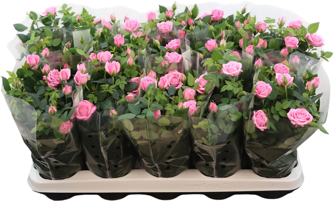 Rose Kordana Elysium