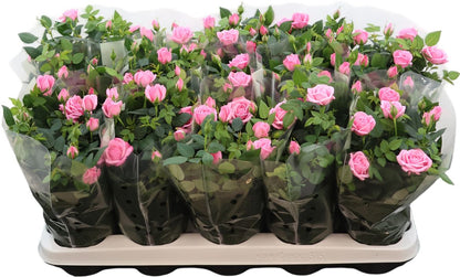 Rose Kordana Elysium