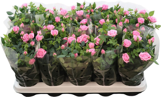 Rose Kordana Elysium