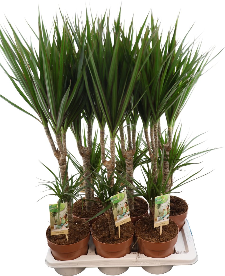 Dra Marginata 3015