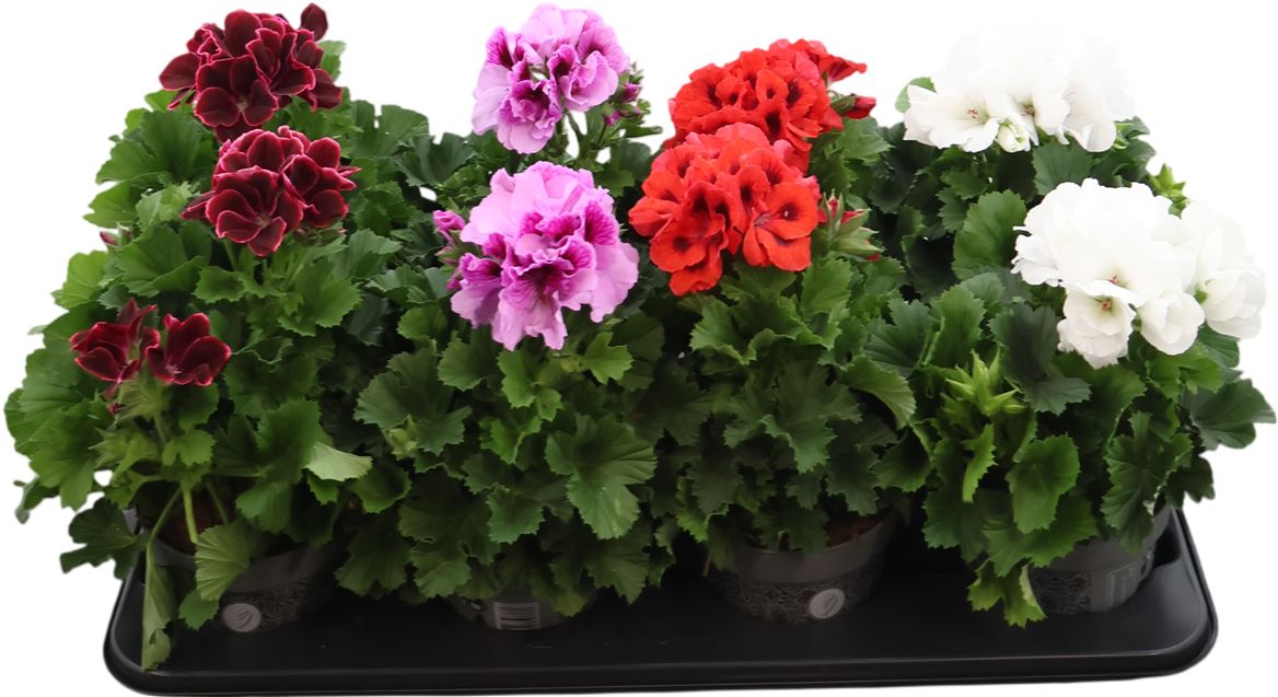 Pel Gr Gemengd Bella Donna