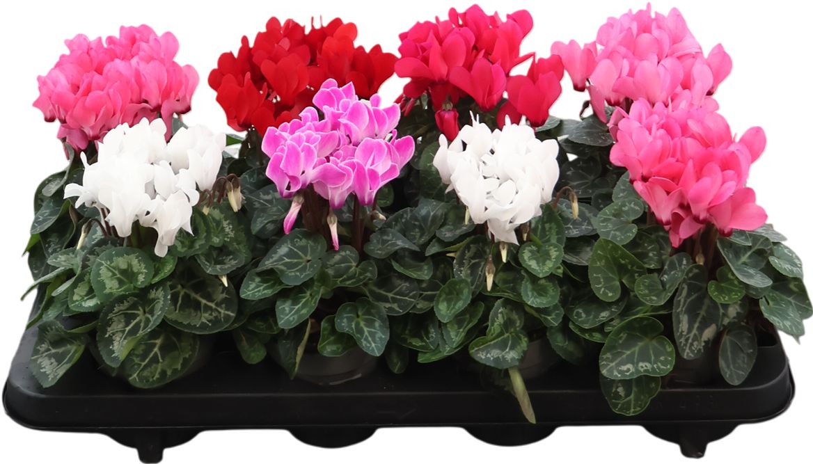 Cyclamen Per Fiorita Carino Gemengd