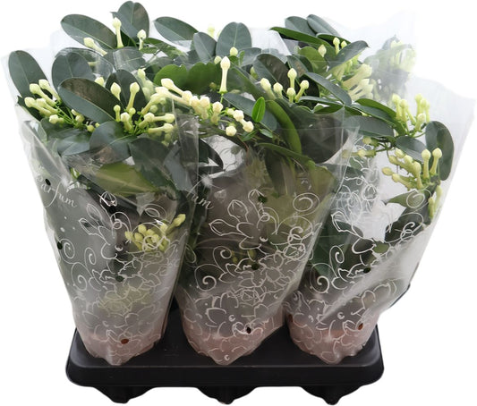 Steph Fl Boog 6-9 Tros Gifthoes Bon