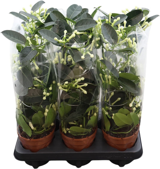 Steph Fl Toren 10+ Tros