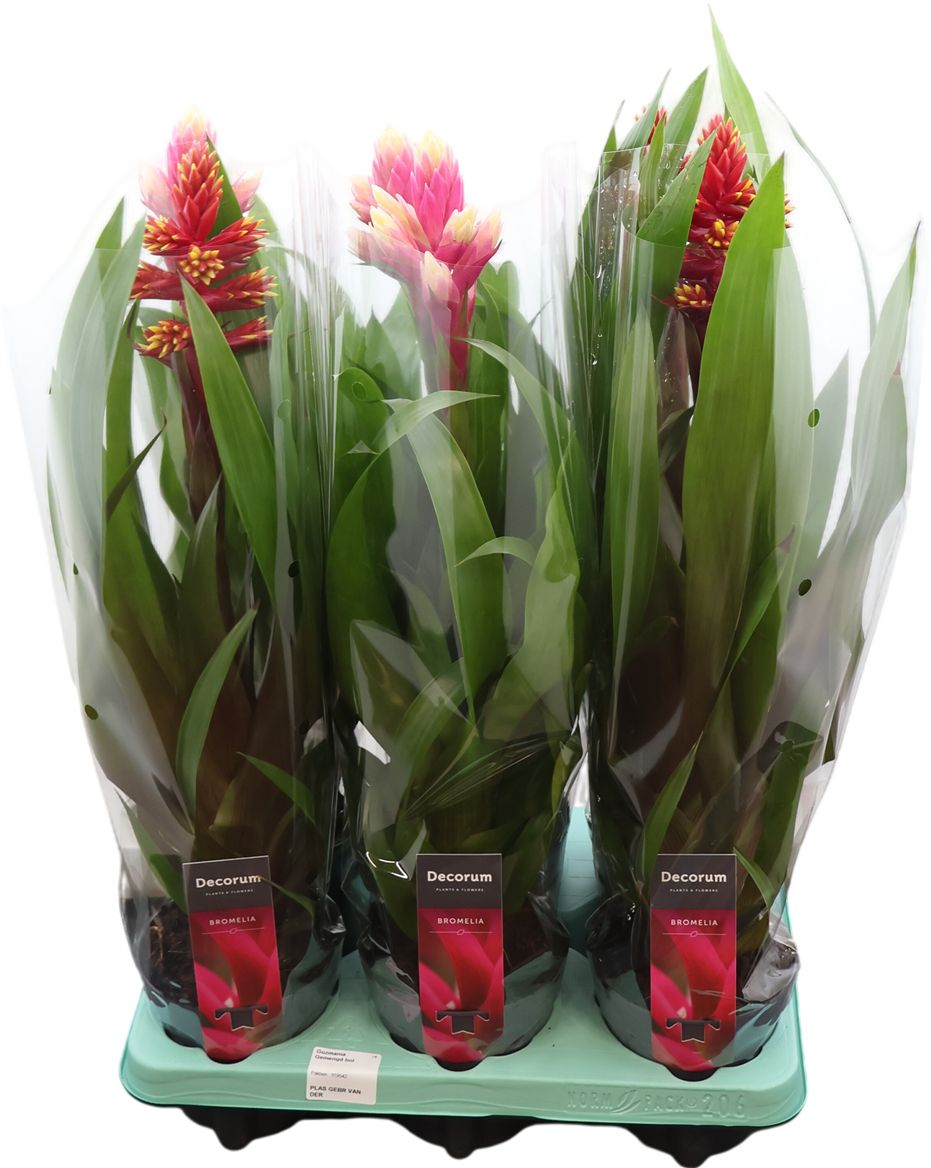 Guzm Gemengd Special