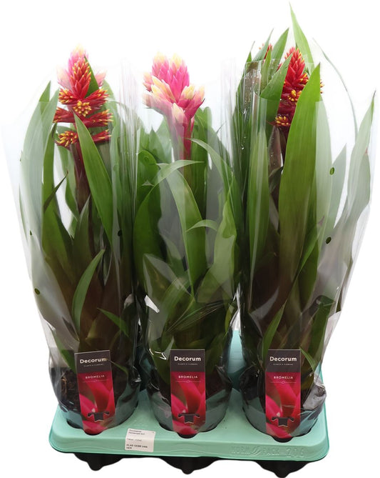 Guzm Gemengd Special