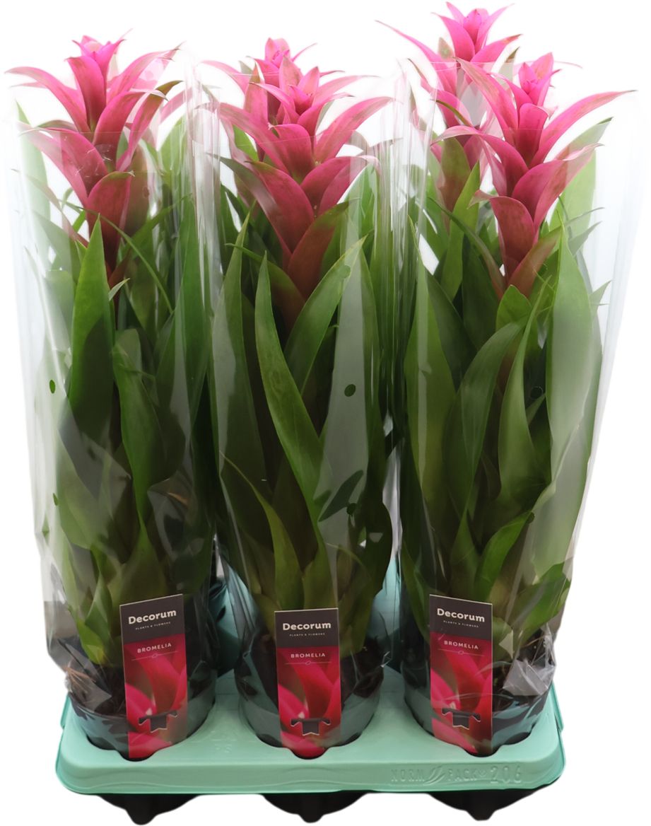 Guzmania Freya (decorum)