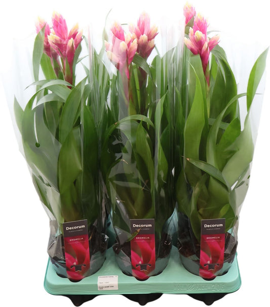 Guzmania Candy (decorum)