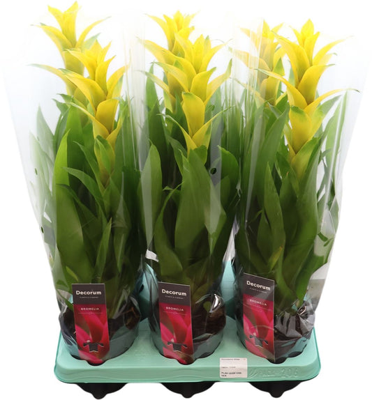 Guzmania Hilda (decorum)