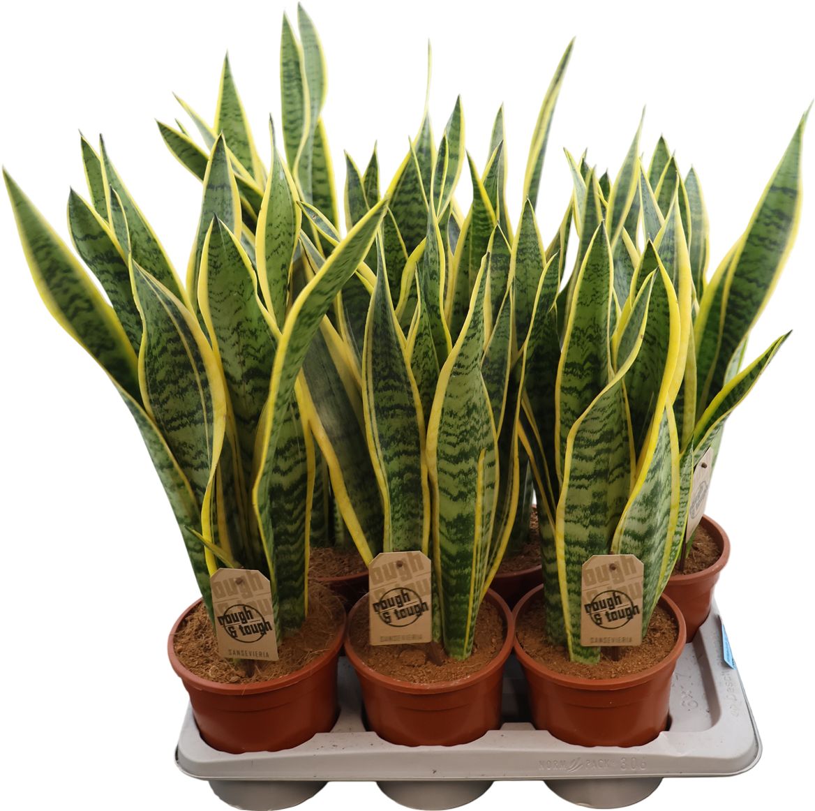 Sansevieria Laurentii
