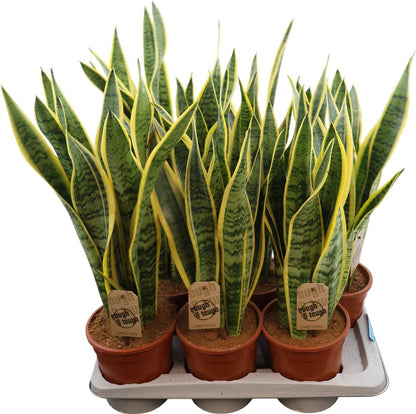 Sansevieria Laurentii