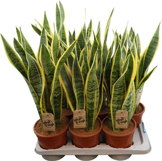 Sansevieria Laurentii