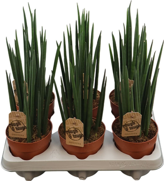 Sansevieria Mikado