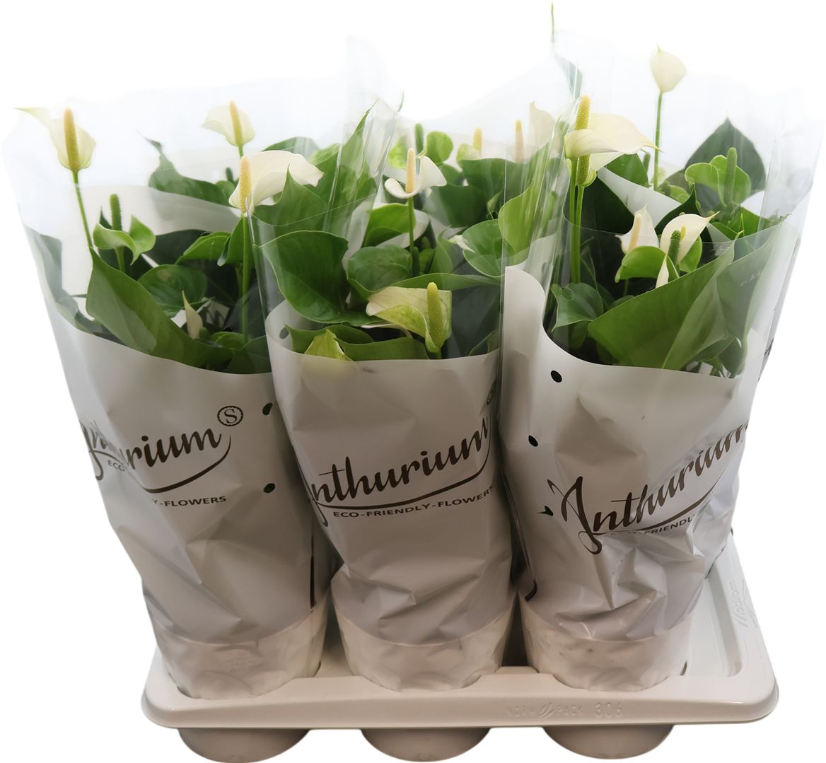 Anthurium An White Champ