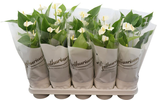 Anthurium An White Champ