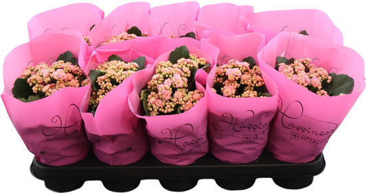 Kal Ge Perfecta Pink