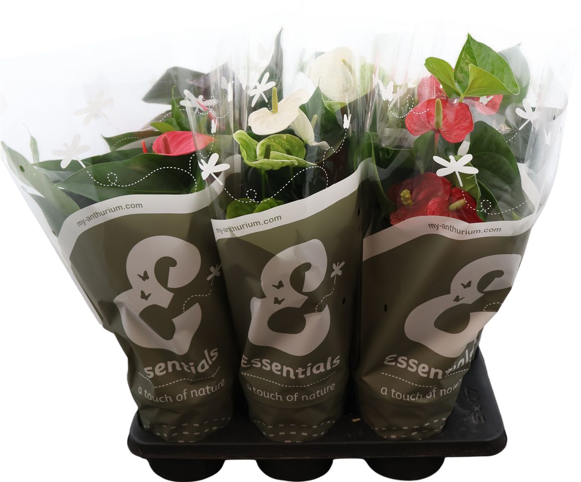 Anthurium An Gem 4 Kl