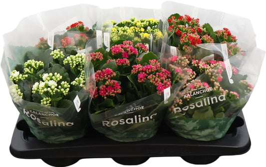 Kal Ge Rose Gem 5 Kl