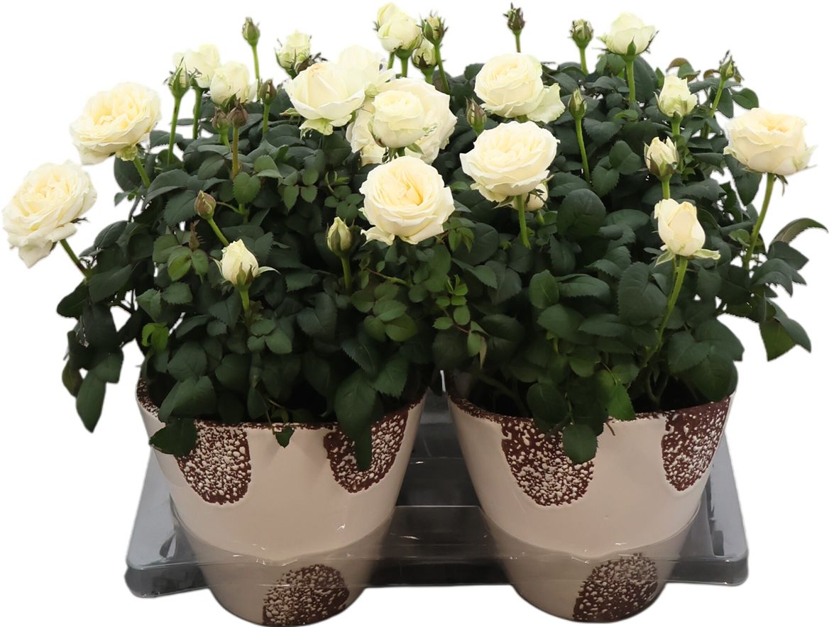 Rose Am Inf White Keramiek