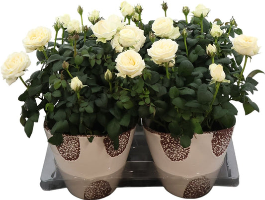 Rose Am Inf White Keramiek