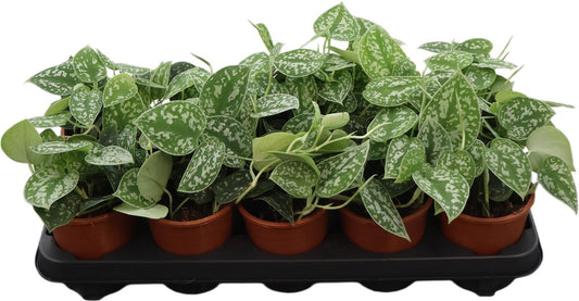 Scindapsus Pictus Argyraeus