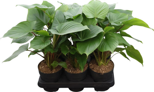 Homalomena Rub Maggy