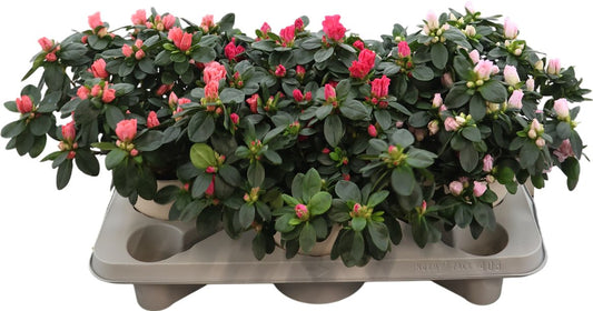 Rhodo Si V Gem 5 Srt Terra White Keramiek