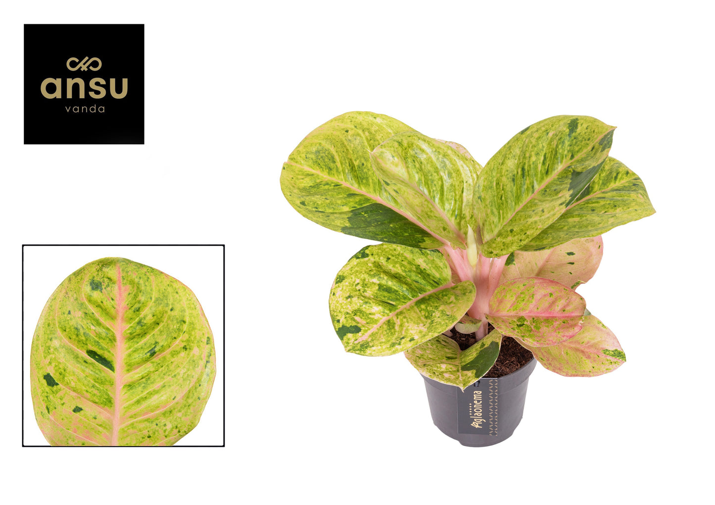 Aglaonema Apple Fantasy