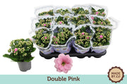 Kalanchoe Gev Roze