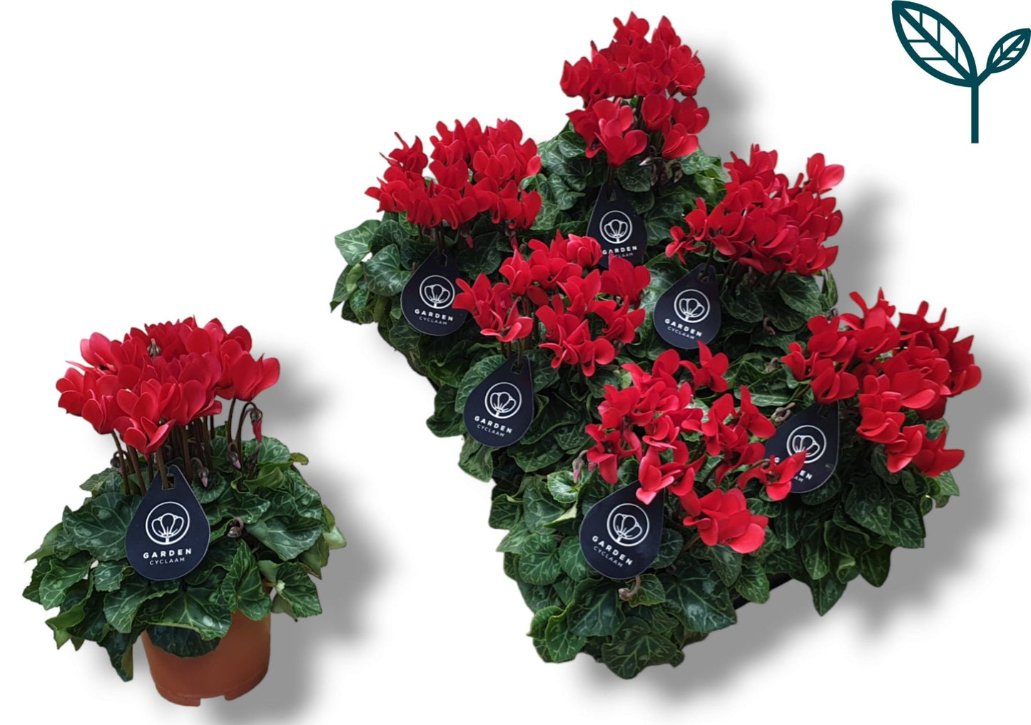 Cyclamen Per Garden Patio Rood