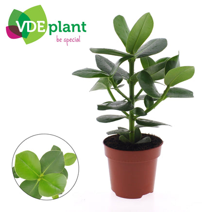 Clusia Rosea Princess