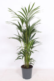 Howea Forsteriana 6pp