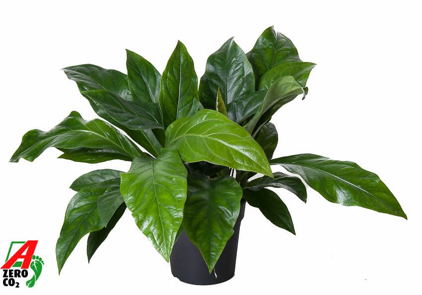Anthurium Jungle Bush 2pp