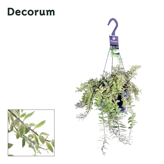 Aeschynanthus BoleRose Bicolore