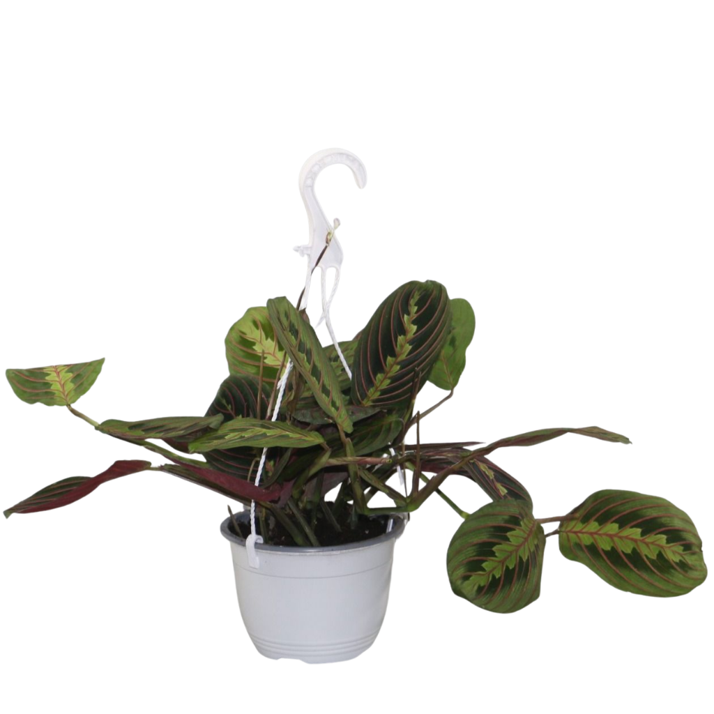 Maranta Leuconeura Fascinator