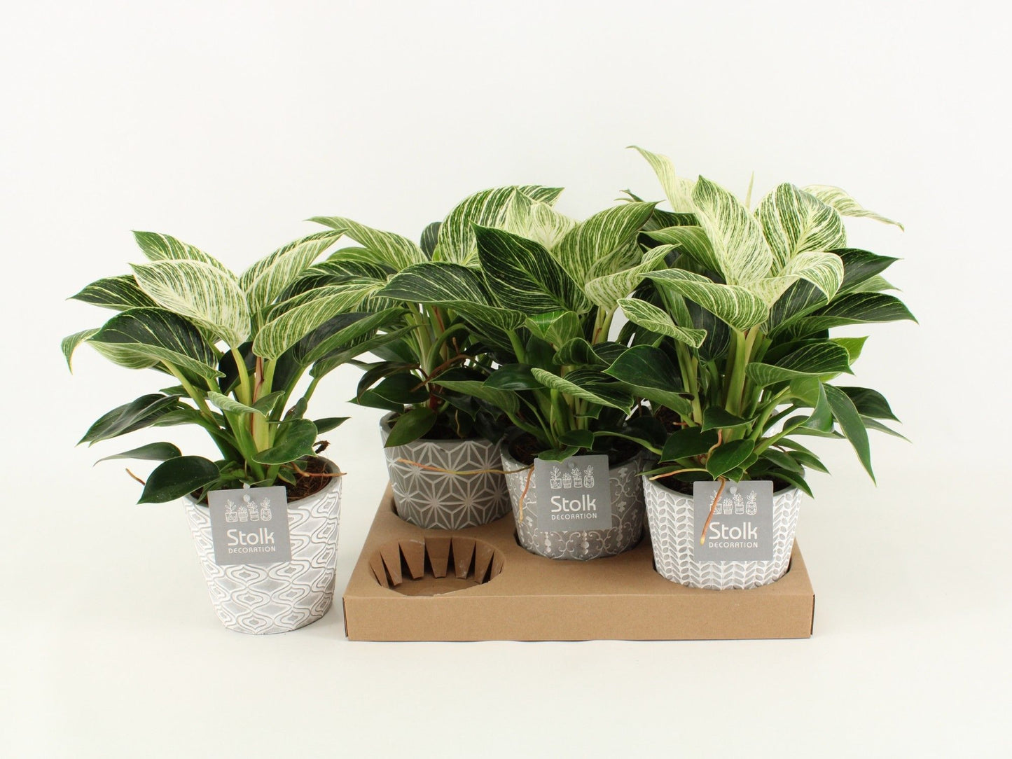 Phil White Wave Keramiek Star