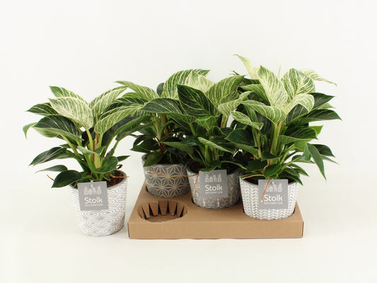 Phil White Wave Keramiek Star