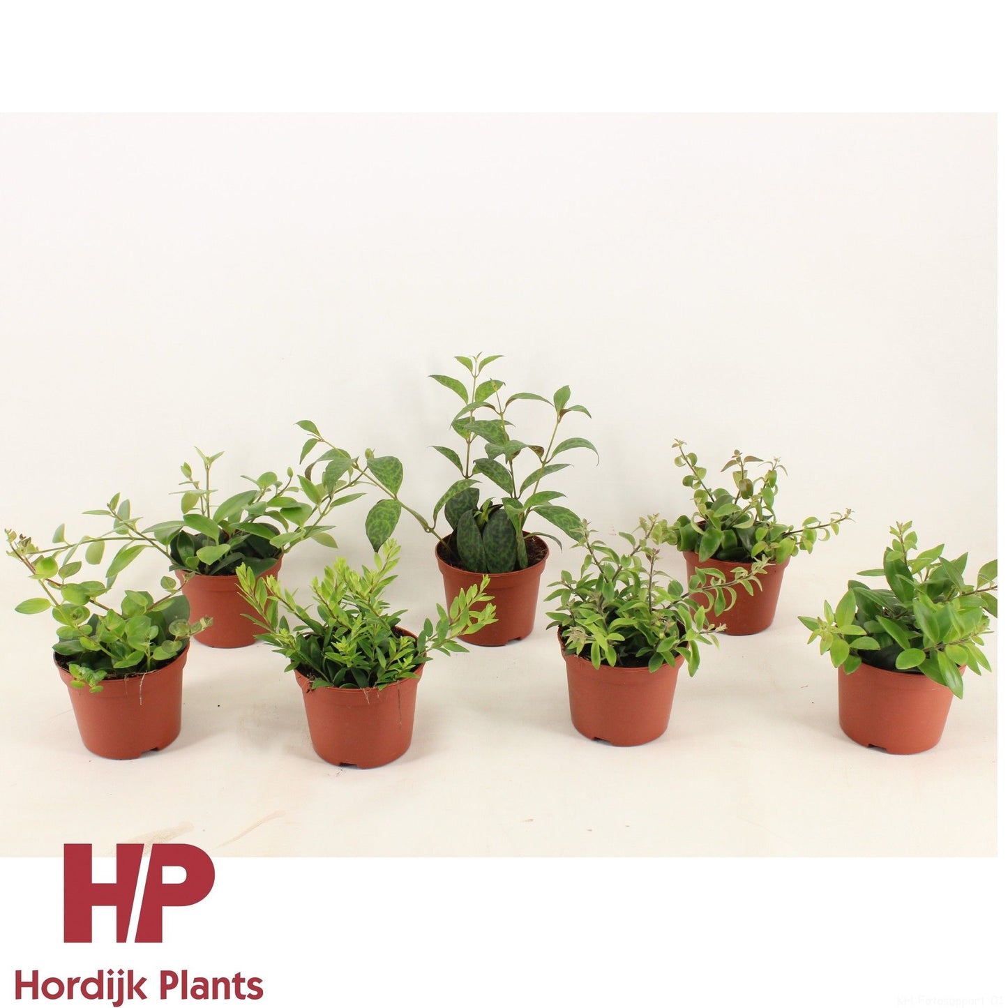 Aeschynanthus Gemengd