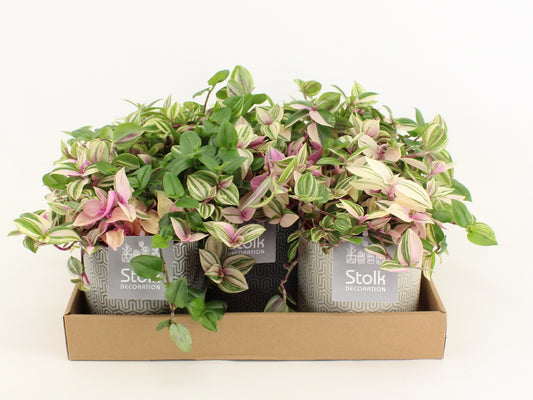 Trad Quadricolor Keramiek Gaia