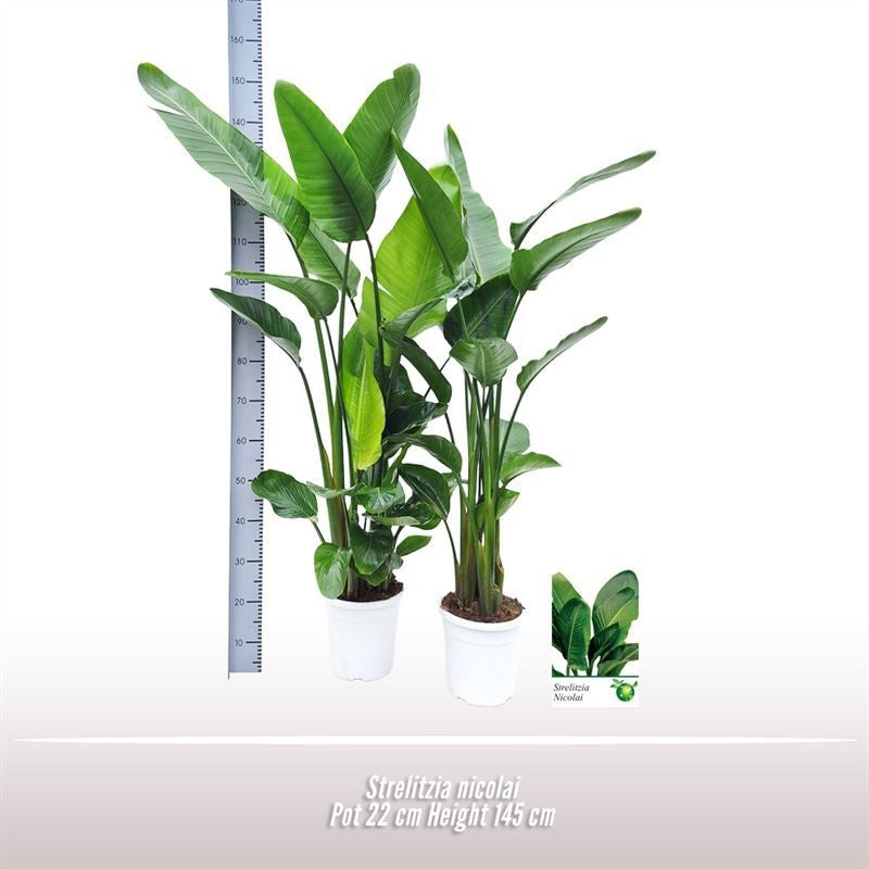 Strelitzia Nicolai 3pp