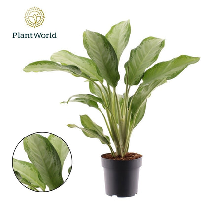 Aglaonema Cleopatra