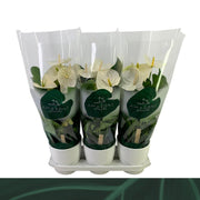 Anthurium An Samora Keramiek Wit