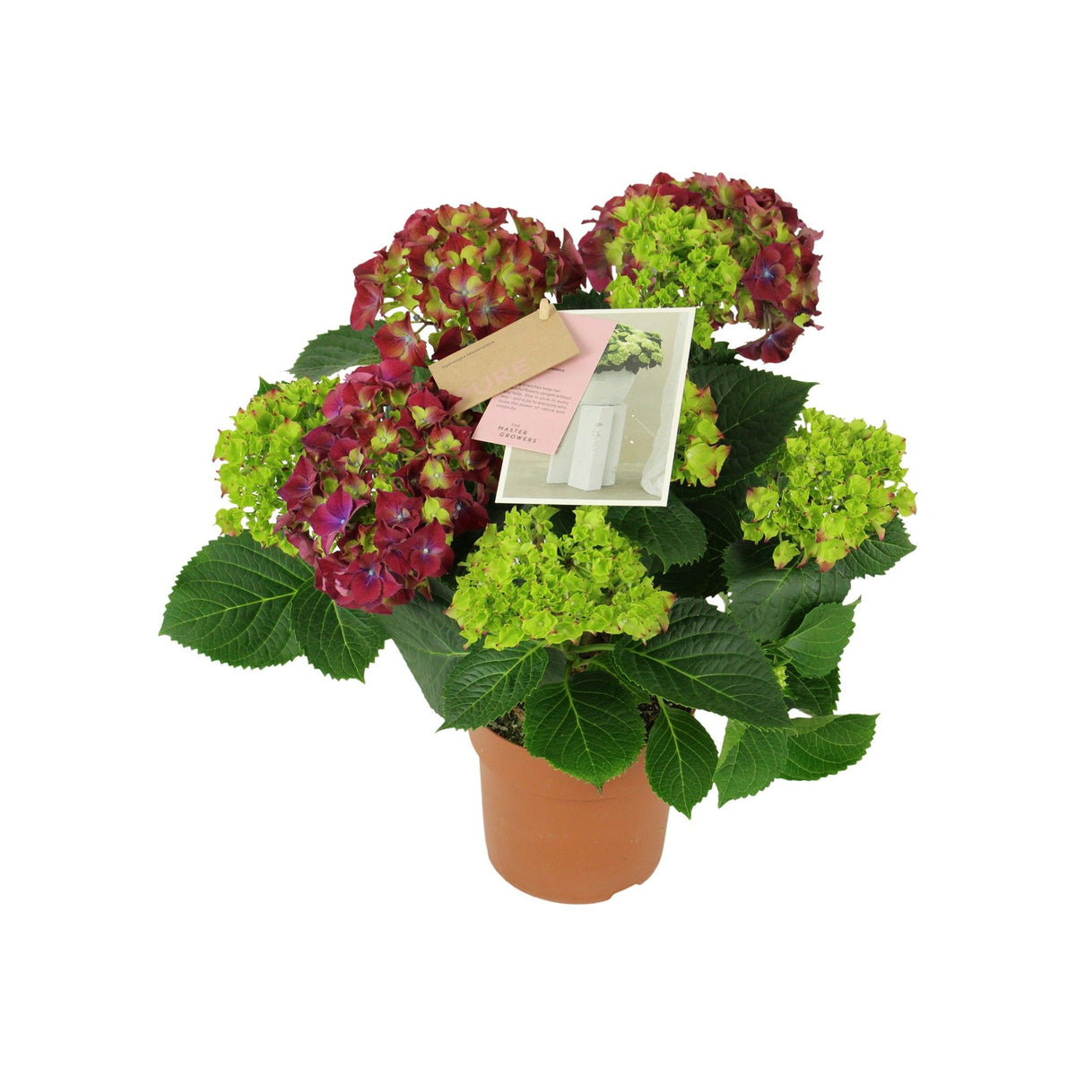 Hydrangea M High Fire Lila 5+