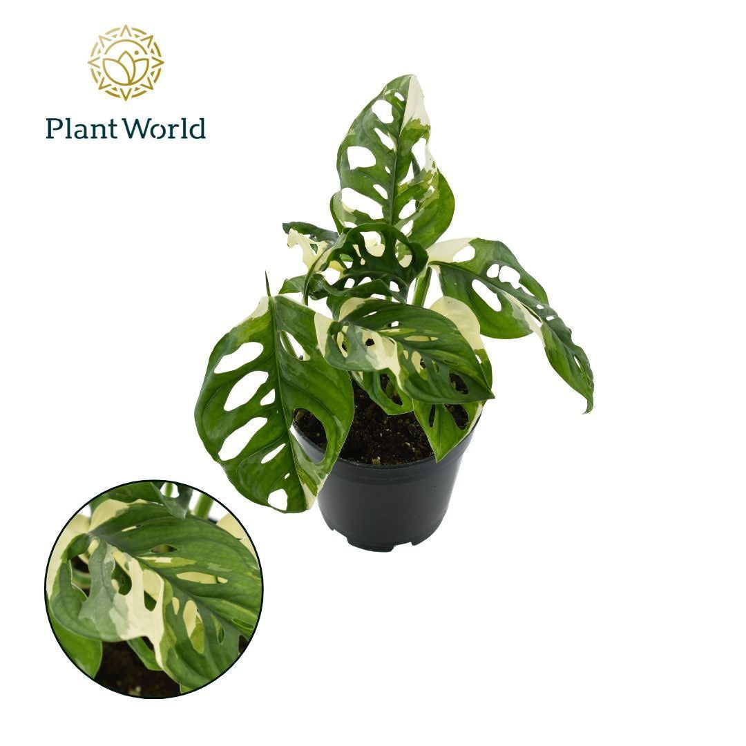 Monstera Ob Monkey Japanese Tricolour – All Occasions Wholesale
