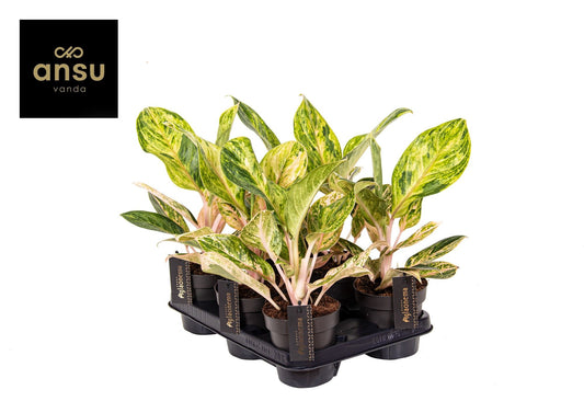 Aglaonema Peach Pearl