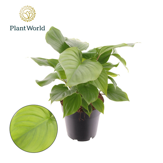 Homalomena Rubescens Maggy