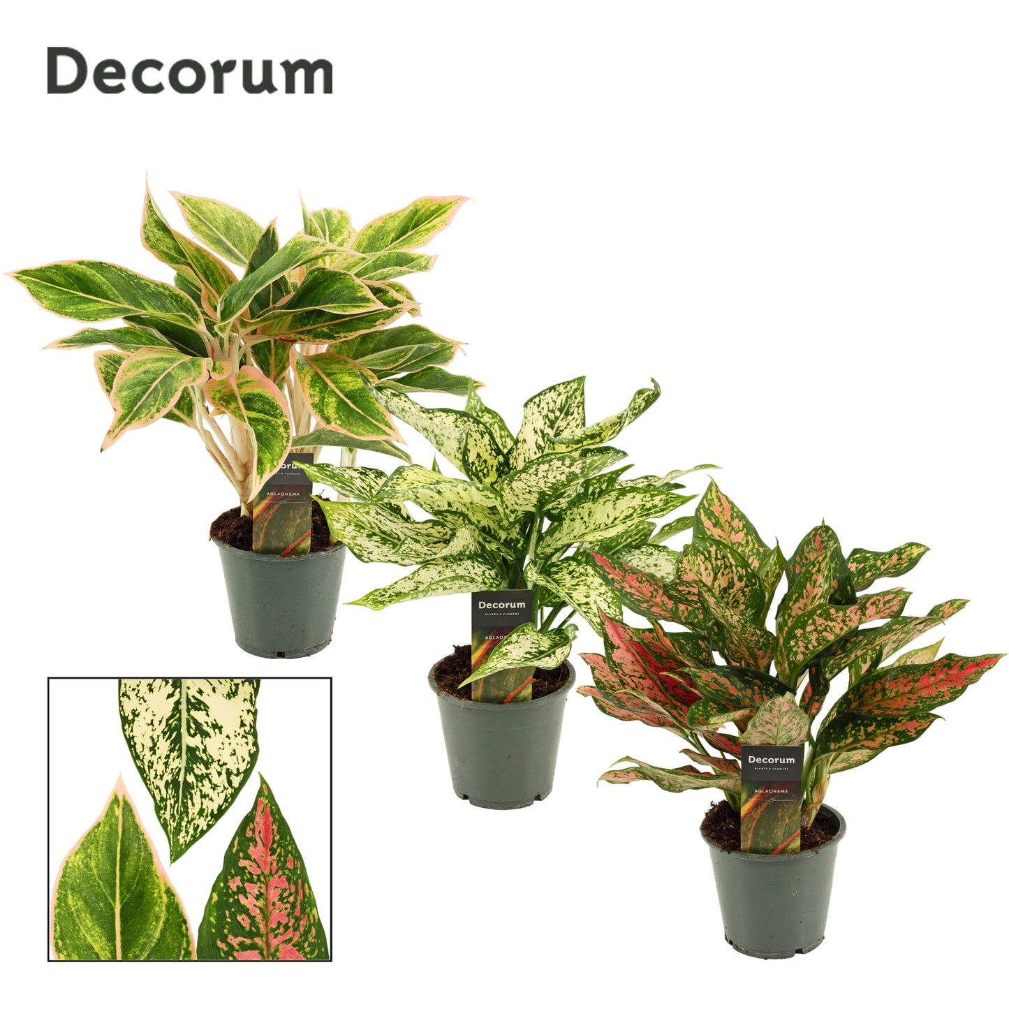 Aglaonema Gemengd Special